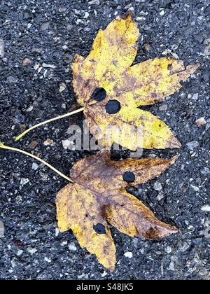 Tar spots on Maple leaves by fungus Rhytisma punctatum Stock Photo