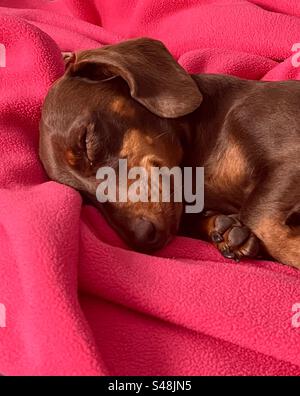 cute Sleeping miniature dachshund head and front paws on bright pink blanket Stock Photo