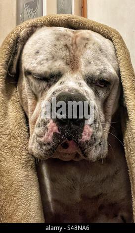 Grumpy tired dog Stock Photo