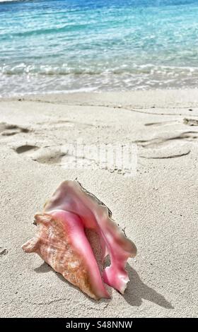 Old Conch Shell on a beach Stock Photo
