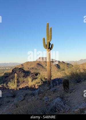 Giant Saguaro Cactus, golden hour in Sonoran desert, Phoenix Mountains Preserve, Arizona Stock Photo