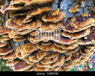 Alder bracket fungus on tree next to flooded Beaulieu River in Autumn at King's Hat, Brockenhurst, New Forest National Park, Hampshire United Kingdom Stock Photo