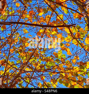 Autumn leaves backlit by a low sun. A wonderful sight to see contrast colours and the beauty of the natural world. Photo ©️ COLIN HOSKINS. Stock Photo