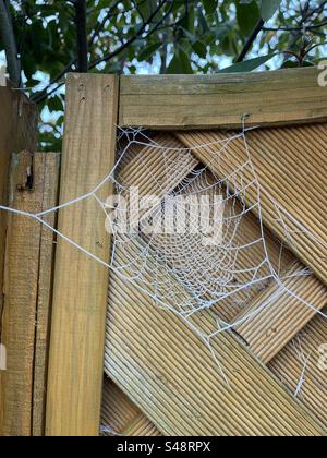 Frosted spiders web on a garden fence Stock Photo