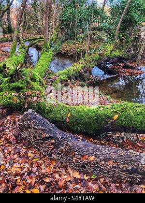 Turkey tail fungus growing on rotting tree next to Dockens Water in Autumn at the New Forest National Park Stock Photo