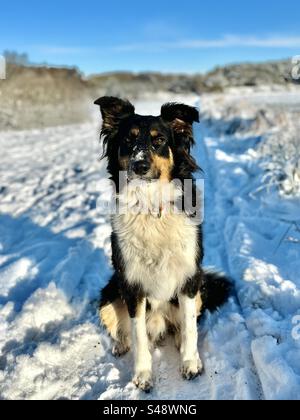 Dog in Snow Stock Photo