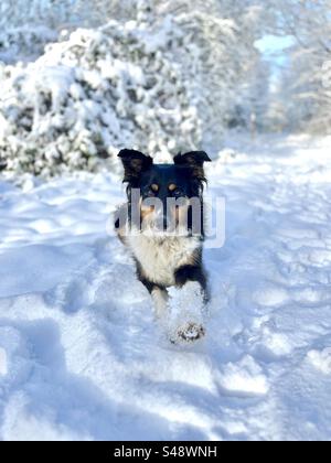 Dog sitting in Snow Stock Photo