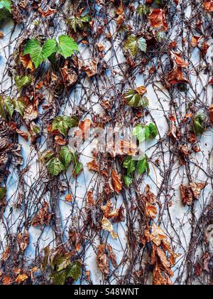 Close-up of fresh new green ivy leaves growing from dry withered stems on white concrete wall in springtime. Full frame abstract backgrounds. Stock Photo