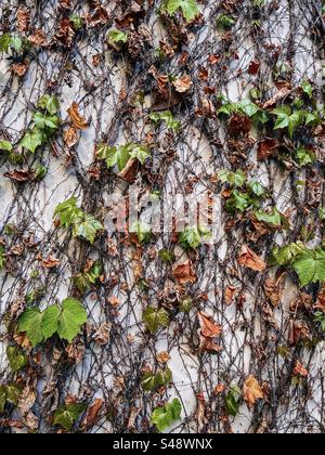 Close-up of fresh new green ivy leaves growing from dry withered stems on white concrete wall in springtime. Renewal. Full frame abstract background. Stock Photo