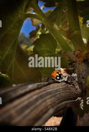 Ladybird in a vineyard, Catalonia, Spain. Stock Photo