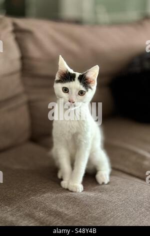 Cute kitten posing for the camera, sitting on a brown leather sofa. Stock Photo