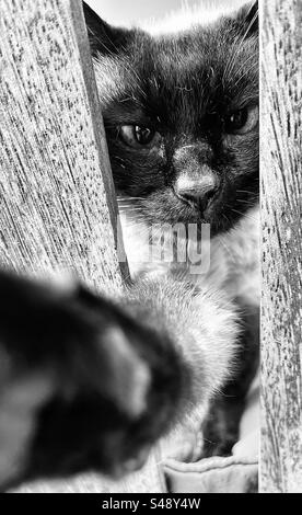 Cat reaching out the camera. Stock Photo