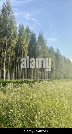 View of the birch tree forest and meadow filled with grass and flowers. Summer and nature in Latvia. Stock Photo