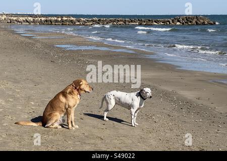 A golden retriever and a Dalmatian dog standing on the beach together in Palavas, Occitanie, France Stock Photo