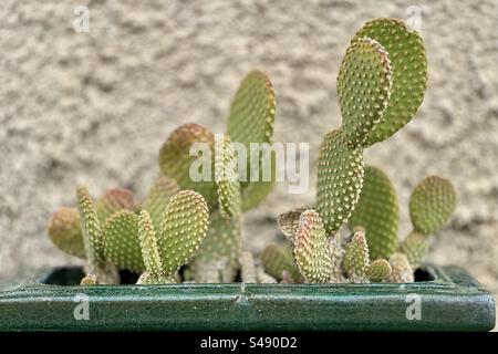 Sharp photo of cactus in a green planter against a stucco wall. Stock Photo
