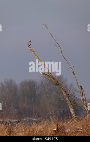 a heron sitting on the top of an old tree Stock Photo
