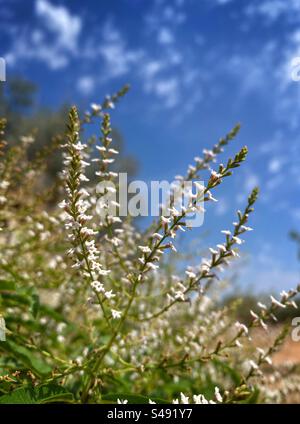 Lemon Verbena in flower, Catalonia, Spain. Stock Photo