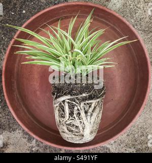 Pot bound Spider plant, Catalonia, Spain. Stock Photo