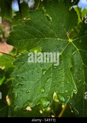 Rain on grapevine leaves, Catalonia, Spain. Stock Photo
