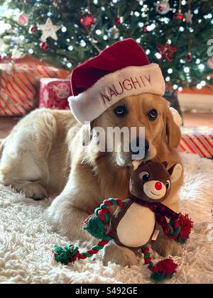 Sad Cute Golden Retriever Puppy Dog in Santa Hat found his Toy Christmas Present early and is Sorry under Christmas Tree when called Naughty Stock Photo