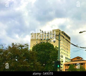 Editorial photo of a group of pigeons resting on electric cables in the suburbs of Kuala Lumpur on December 15, 2023 Stock Photo