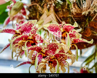 Close-up of the Upside-Down Orchid/ Stanhopea, a native orchid of Central and South America, the orchid flowers grow out of the bottom of the container pots. Stock Photo