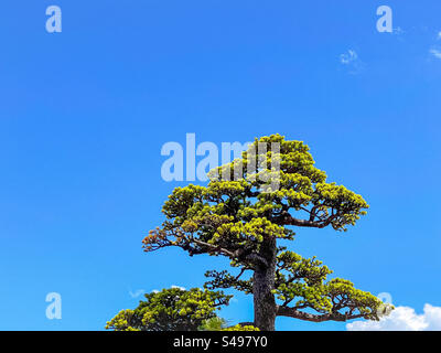 Low angle view of bonsai pine tree on blue sky with one white cloud with copy space. Stock Photo