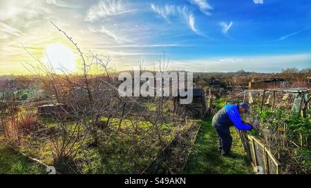An elderly man tends to his allotment. Stock Photo