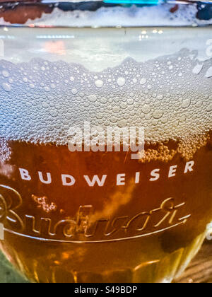 Pint of Budvar Budweiser beer Stock Photo