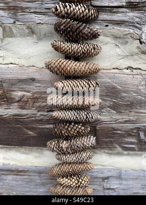 Pinecones hang on a log cabin as decoration. Stock Photo