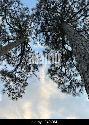 Looking up at tall pine trees with late afternoon skies Stock Photo