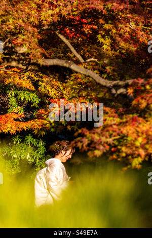 Young lady in Japanese traditional garden, at 2023 autumn, with Maple Leaf Stock Photo