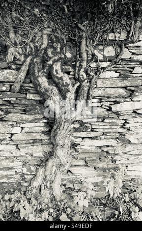 Ivy tree growing up the side of an old stone wall Stock Photo