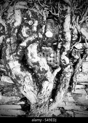 Black and white detail of an ivy tree trunk growing against an old stone wall Stock Photo