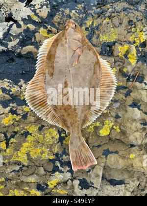 Flounder (Platichthys flesus), still alive, caught from the Gower, South Wales, January. Safely returned. Stock Photo