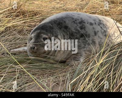 Close up of young grey seal pup in natural surrounding on beach grassy sand dunes in Winter Stock Photo