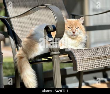 Female long hair orange white cat laying on pool patio chair, eyes squinting in the morning sun, tail hanging over left edge. Stock Photo