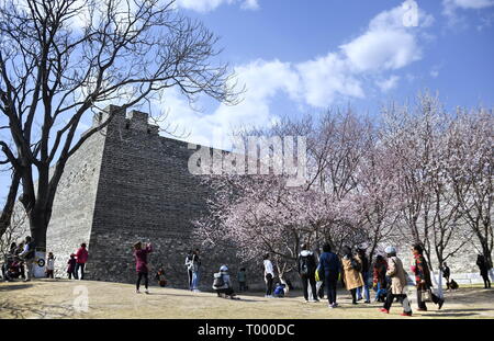 Beijing, China. 16th Mar, 2019. People view blooming flowers at the Beijing Ming Dynasty (1368-1644) City Wall Relics Park in Beijing, capital of China, March 16, 2019. Credit: Li Xin/Xinhua/Alamy Live News Stock Photo