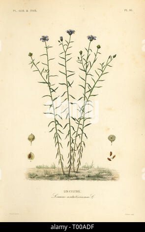 Common flax or linseed, Linum usitatissimum. Lin cultive. Handcoloured steel engraving by L. Lebrun after a botanical illustration by Edouard Maubert from Pierre Oscar Reveil, A. Dupuis, Fr. Gerard and Francois Herincq’s La Regne Vegetal: Planets Agricoles et Forestieres, L. Guerin, Paris, 1864-1871. Stock Photo