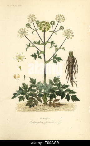 Garden angelica or wild celery, Angelica archangelica, Archangelica officinalis, Angelique. Handcoloured steel engraving by Oudet after a botanical illustration by Edouard Maubert from Pierre Oscar Reveil, A. Dupuis, Fr. Gerard and Francois Herincq’s La Regne Vegetal: Planets Agricoles et Forestieres, L. Guerin, Paris, 1864-1871. Stock Photo