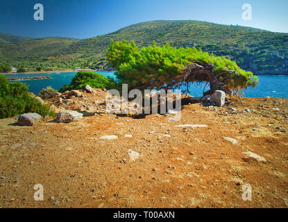 Wind blown pine tree above the sea in a bright summer day, in Chios island, Greece. Vivid landscape. Stock Photo