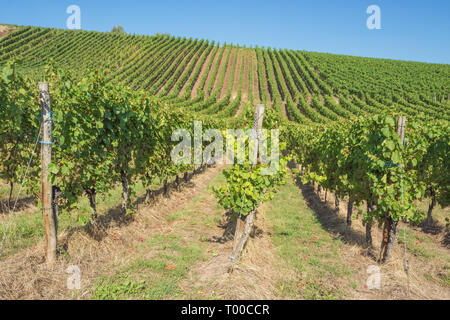 View inside the vineyards of Stadtbredimus at the border between Luxembourg and Germany Stock Photo