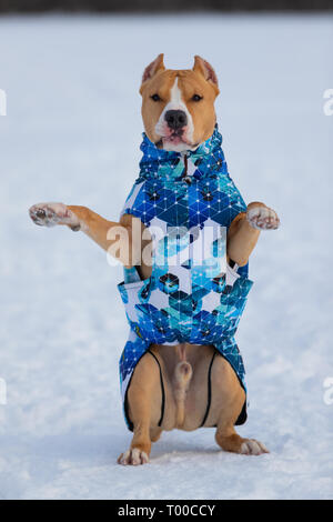 Pitbull, staffordshire terrier dog in winter clothes on a walk out of town in a snowy field Stock Photo