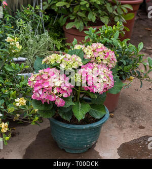 Purple Hydrangea flower (Hydrangea macrophylla) in a garden. Stock Photo