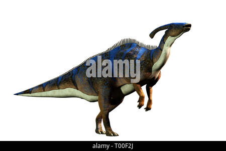 A parasaurolophus, a type of herbivorous ornithopod dinosaur of the hadrosaur family stands on two legs and calls out.  On a solid white background. Stock Photo