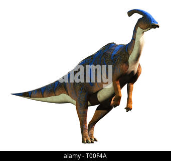 A parasaurolophus, a type of herbivorous ornithopod dinosaur of the hadrosaur family stands on two legs.  This animal is on a white background. Stock Photo