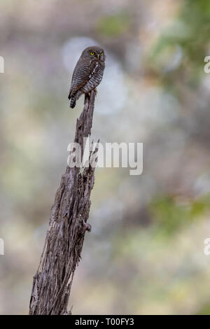 Perched Brown hawk owl (Ninox scutulata) in India Stock Photo