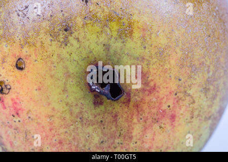 Close up Boring trace of a codling moth Cydia Pomonella, in a half ...