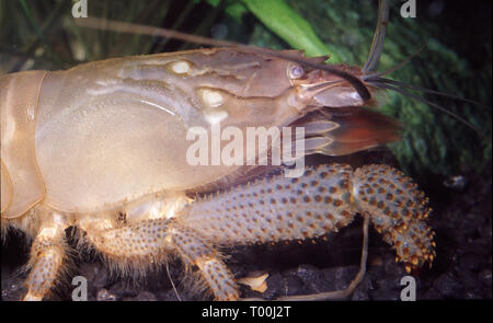 Vampire or Giant african fan shrimp (Atya gabonensis) Stock Photo