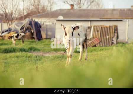 The young spotted calf is grazed on a meadow. Stock Photo